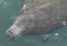 Impacto de la Temperatura en los Manat&iacute;es de Florida