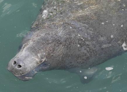 Impacto de la Temperatura en los Manatíes de Florida