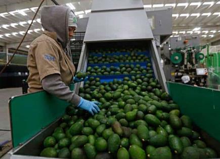 Se exportarán 110 mil toneladas de aguacate para SB