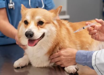 Importancia de las vacunas para la salud de tus mascotas