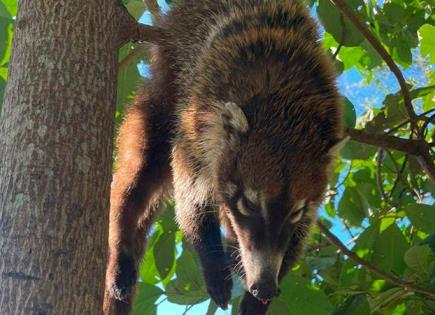 Denuncian otro caso de crueldad animal