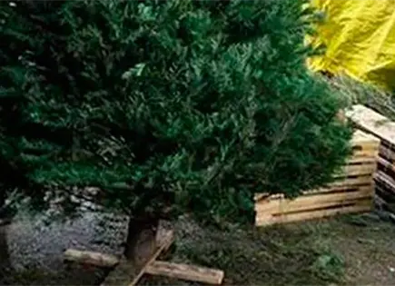 Habilitarán programa de recolección de pinos naturales Habilitarán programa de recolección de pinos naturales