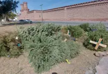 SLP recolecta 255 pinos navide&ntilde;os para convertirlos en sustrato: Ayuntamiento