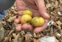 Investigación en Michigan: Manzanas y Cambio Climático