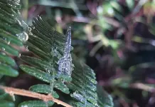 Fotos | Amanecen a -4&deg;C en la sierra alta de Xilitla 