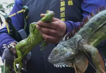 Medidas de conservación para proteger a las iguanas verdes en Taiwán Medidas de conservación para proteger a las iguanas verdes en Taiwán
