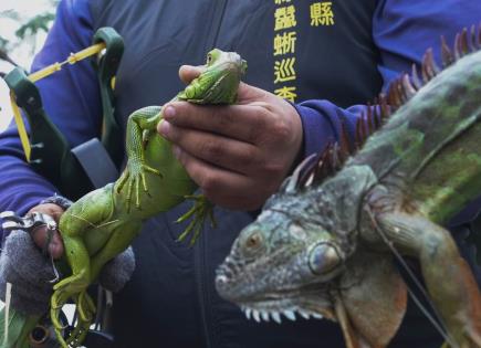 Medidas de conservación para proteger a las iguanas verdes en Taiwán