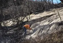 Impacto de las lluvias en California en los incendios forestales