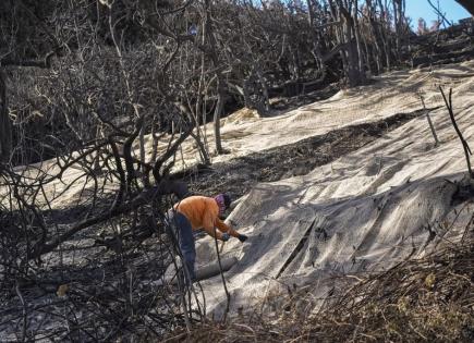 Impacto de las lluvias en California en los incendios forestales