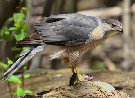 Rapaces en la ciudad