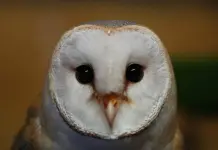 La lechuza común: un símbolo de cooperación en Oriente Medio La lechuza común: un símbolo de cooperación en Oriente Medio