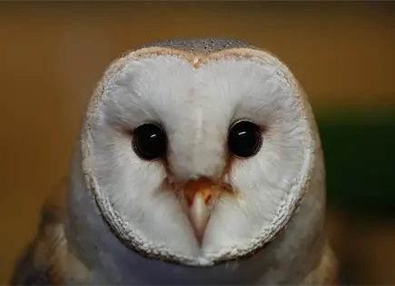 Conanp pide desmontar mitos para proteger a las lechuzas en M&eacute;xico