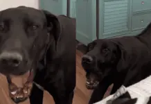 Perro que aprende a comunicarse sin ladrar en TikTok