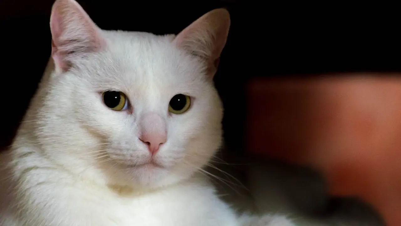 Gatos arañan muebles: ¿Por qué lo hacen?