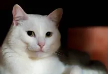 Qué hacer para evitar que los gatos contraigan la gripe aviar