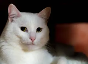 Gatos arañan muebles: ¿Por qué lo hacen?