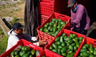 Aranceles fragmentan comercio y afectan sectores prioritarios: IP
