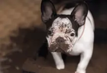 Consejos para el cuidado y prevención de olores en perros