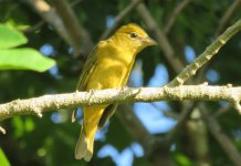 Cemex recibe certificación oro por su compromiso con la biodiversidad Cemex recibe certificación oro por su compromiso con la biodiversidad