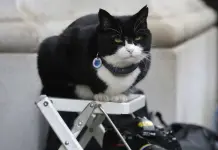 El diplomático felino de Reino Unido tiene un trabajo nuevo y "purr-fecto" El diplomático felino de Reino Unido tiene un trabajo nuevo y "purr-fecto"