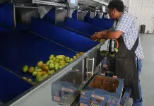 Perdi&oacute; Santa Rita 41.8mdp durante 2023, dice el IFSE