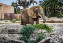 Caso de la Elefanta Africana Ely en la SCJN Caso de la Elefanta Africana Ely en la SCJN