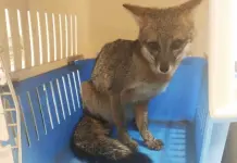 Rescatan a un zorro en calles de la colonia Sat&eacute;lite