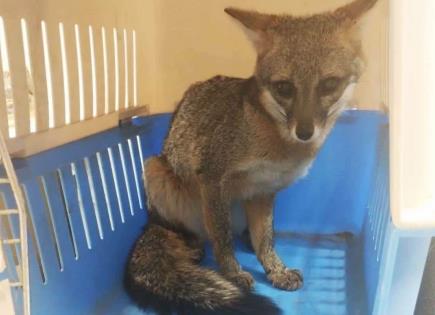 Rescatan a un zorro en calles de la colonia Satélite Rescatan a un zorro en calles de la colonia Satélite