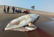 Aparece muerta ballena de 12 metros en costas de Veracruz