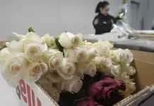 El Aeropuerto de Miami recibe millones de flores para San Valent&iacute;n