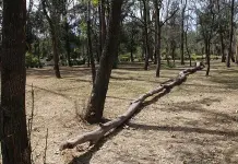 Amparos impiden  dar mantenimiento  a parque de Morales