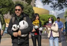 Cachorros de panda gemelos hacen su debut ante el público en Hong Kong Cachorros de panda gemelos hacen su debut ante el público en Hong Kong