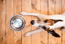 Problemas de salud relacionados con la sed en perros