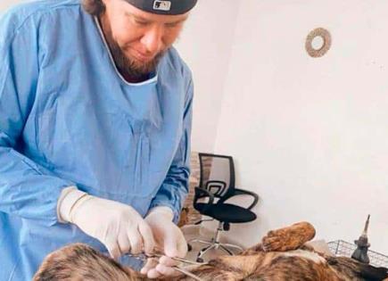 Continúa campaña de esterilización canina Continúa campaña de esterilización canina