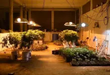 Desmantelamiento de invernadero de marihuana en Hidalgo Desmantelamiento de invernadero de marihuana en Hidalgo