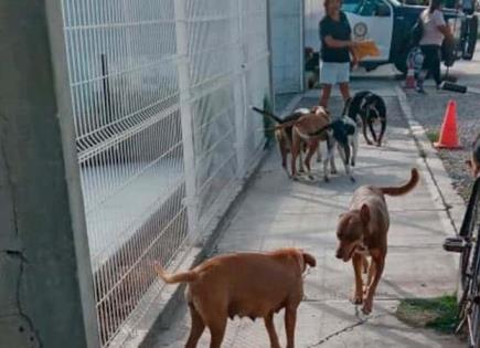 Lista, campaña de esterilización canina Lista, campaña de esterilización canina