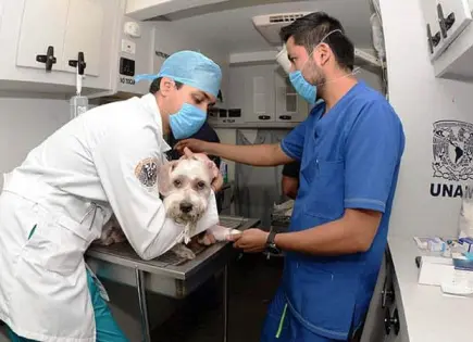 Creación de órgano de arbitraje para médicos veterinarios