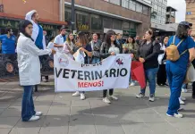 Video | Piden veterinarios fin a la violencia en su contra