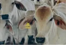 Alerta en Yucatán por la reaparición del gusano barrenador Alerta en Yucatán por la reaparición del gusano barrenador