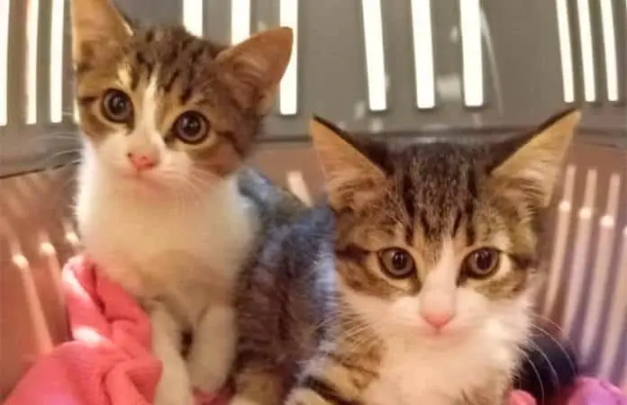 Flores Tóxicas para Gatos: ¿Cuáles Evitar en Casa?