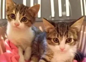 Flores Tóxicas para Gatos: ¿Cuáles Evitar en Casa?