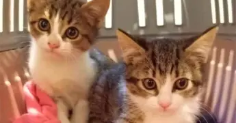 Flores Tóxicas para Gatos: ¿Cuáles Evitar en Casa?