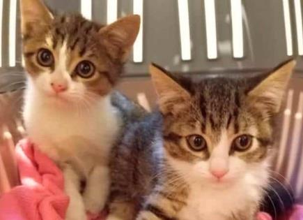 Celebran Día Internacional del Gato Celebran Día Internacional del Gato