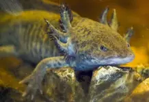 Deidad, mascota y especie en peligro de extinción. ¿Por qué el ajolote es tan querido en México? Deidad, mascota y especie en peligro de extinción. ¿Por qué el ajolote es tan querido en México?