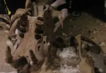 Hallazgo histórico en cenote de Yucatán: fósiles de perezoso gigante Hallazgo histórico en cenote de Yucatán: fósiles de perezoso gigante