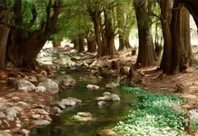 Crisis Ambiental y Fiscal en Comunidades Forestales de México