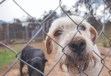 Registro Único de Animales de Compañía en la Ciudad de México