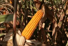 Reforma constitucional sobre siembra de maíz transgénico