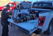 Rescate y decomiso en la frontera de Nogales