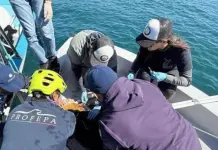 Rescate exitoso de lobos marinos en Baja California Sur Rescate exitoso de lobos marinos en Baja California Sur